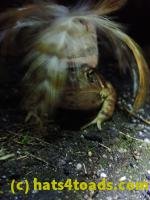 /home//u458753944/public_html/sourcegallery///////Roxborough Toad Detour/2022/2022-03-19/P3190919.JPG